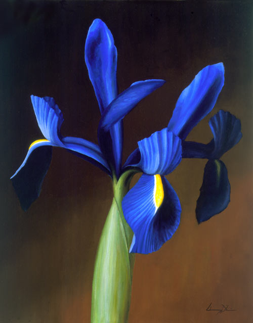 blue iris pictures